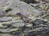 50 marmotta